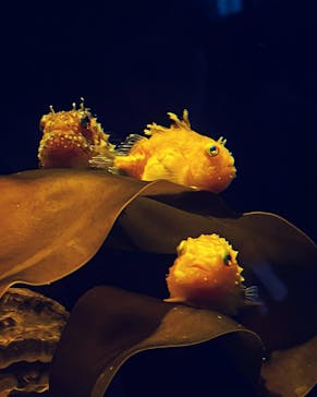 環境水族館アクアマリンふくしまに投稿された画像（2023/8/21）