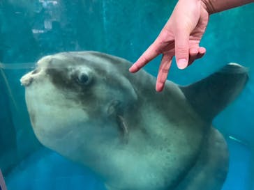 越前松島水族館に投稿された画像（2023/8/21）