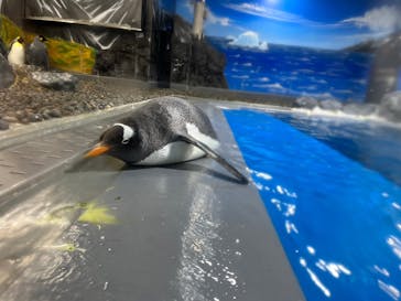 越前松島水族館に投稿された画像（2023/8/21）