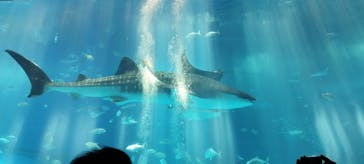 沖縄美ら海水族館に投稿された画像（2023/8/21）