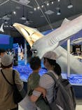 特別展「海　―生命のみなもと―」（国立科学博物館）に投稿された画像（2023/8/21）