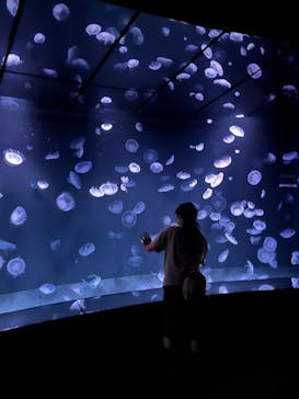 サンシャイン水族館に投稿された画像（2023/8/21）