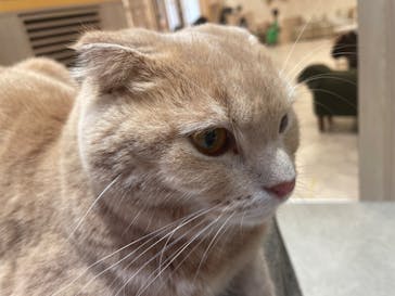 猫カフェモカ　イオンモール幕張新都心店に投稿された画像（2023/8/21）