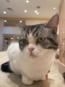 猫カフェモカ　イオンモール幕張新都心店に投稿された画像（2023/8/21）