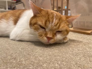 猫カフェモカ　イオンモール幕張新都心店に投稿された画像（2023/8/21）