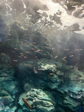 マリンワールド海の中道に投稿された画像（2023/8/21）