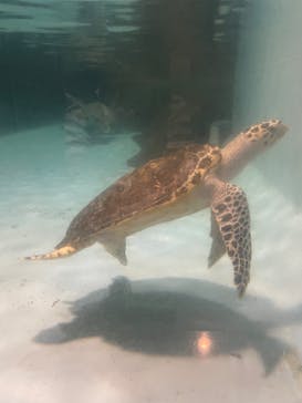 マリンワールド海の中道に投稿された画像（2023/8/21）