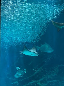 マリンワールド海の中道に投稿された画像（2023/8/21）