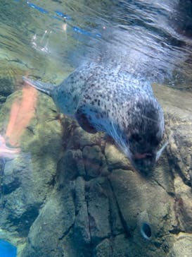 新江ノ島水族館に投稿された画像（2023/8/21）