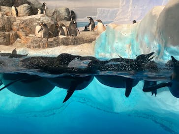 名古屋港水族館に投稿された画像（2023/8/21）