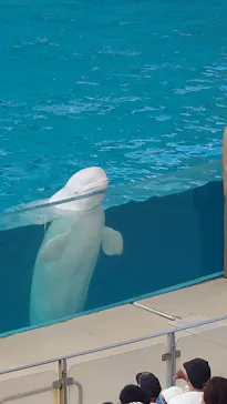 横浜・八景島シーパラダイスに投稿された画像（2023/8/21）