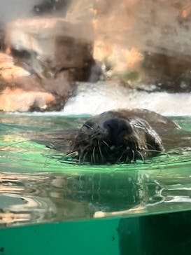 城崎マリンワールドに投稿された画像（2023/8/21）