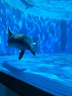 大分マリーンパレス水族館 「うみたまご」に投稿された画像（2023/8/21）