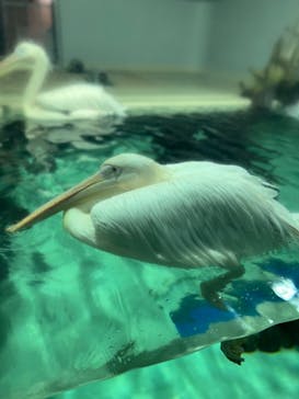 大分マリーンパレス水族館 「うみたまご」に投稿された画像（2023/8/21）