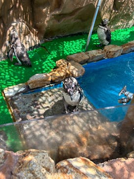 大分マリーンパレス水族館 「うみたまご」に投稿された画像（2023/8/21）