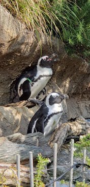 サンシャイン水族館に投稿された画像（2023/8/21）