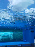 サンシャイン水族館に投稿された画像（2023/8/21）