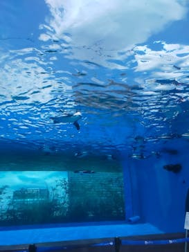 サンシャイン水族館に投稿された画像（2023/8/21）