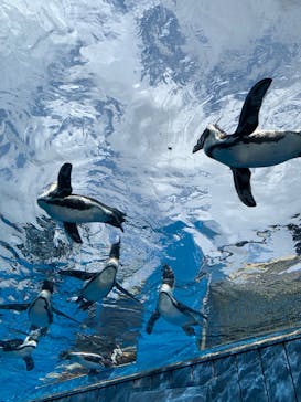 サンシャイン水族館に投稿された画像（2023/8/21）
