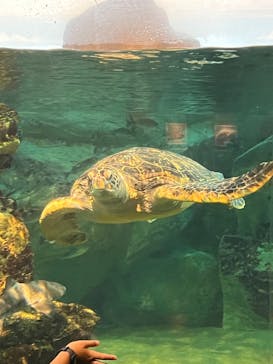 九十九島パールシーリゾートに投稿された画像（2023/8/21）