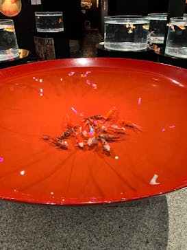 水中楽園アクアリウムに投稿された画像（2023/8/21）