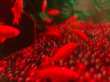 NARA KINGYO MUSEUMに投稿された画像（2023/8/21）