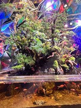 NARA KINGYO MUSEUMに投稿された画像（2023/8/21）