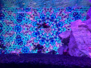 NARA KINGYO MUSEUMに投稿された画像（2023/8/21）