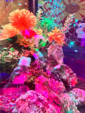 NARA KINGYO MUSEUMに投稿された画像（2023/8/21）