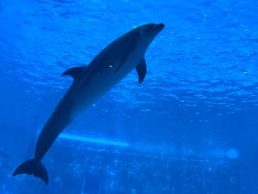 名古屋港水族館に投稿された画像（2023/8/21）
