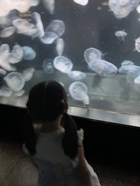 伊豆・三津シーパラダイスに投稿された画像（2023/8/21）