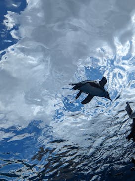 サンシャイン水族館に投稿された画像（2023/8/21）