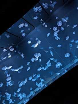 サンシャイン水族館に投稿された画像（2023/8/21）