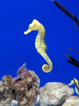 サンシャイン水族館に投稿された画像（2023/8/21）