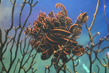 新江ノ島水族館に投稿された画像（2023/8/21）