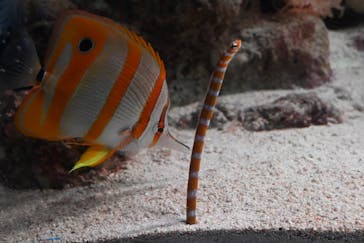 新江ノ島水族館に投稿された画像（2023/8/21）