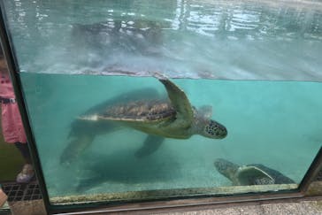 新江ノ島水族館に投稿された画像（2023/8/21）