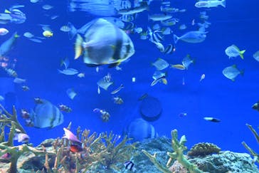 新江ノ島水族館に投稿された画像（2023/8/21）