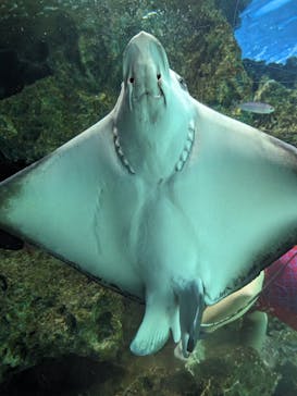 サンシャイン水族館に投稿された画像（2023/8/21）