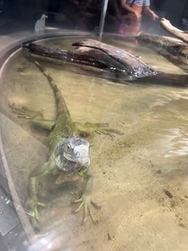 カワスイ 川崎⽔族館に投稿された画像（2023/8/21）