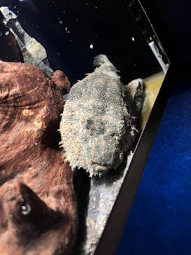 カワスイ 川崎⽔族館に投稿された画像（2023/8/21）