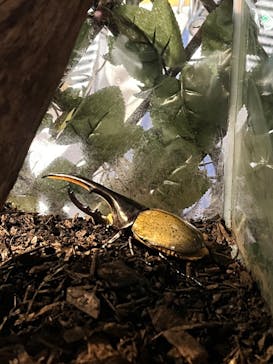 カワスイ 川崎⽔族館に投稿された画像（2023/8/21）