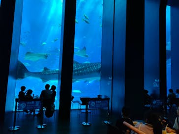 沖縄美ら海水族館に投稿された画像（2023/8/21）