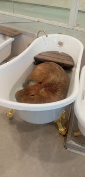 アニタッチみなとみらいに投稿された画像（2023/8/21）