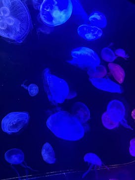 マリンワールド海の中道に投稿された画像（2023/8/21）