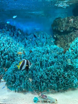 サンシャイン水族館に投稿された画像（2023/8/21）