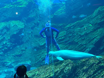仙台うみの杜水族館に投稿された画像（2023/8/21）