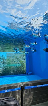 サンシャイン水族館に投稿された画像（2023/8/21）