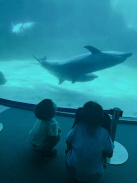 名古屋港水族館に投稿された画像（2023/8/22）