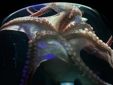 サンシャイン水族館に投稿された画像（2023/8/22）